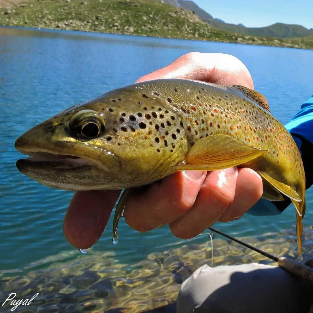 Pêche à la Mouche en Espagne