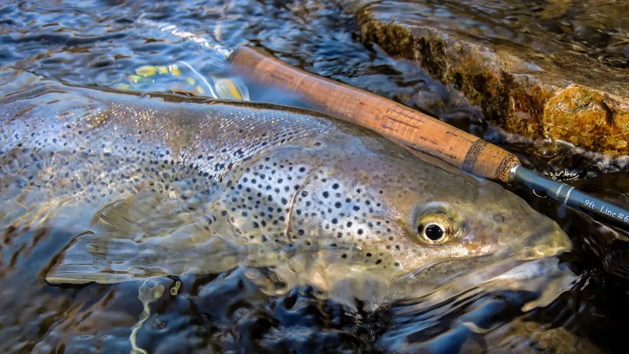 Pêche à la Mouche en Espagne