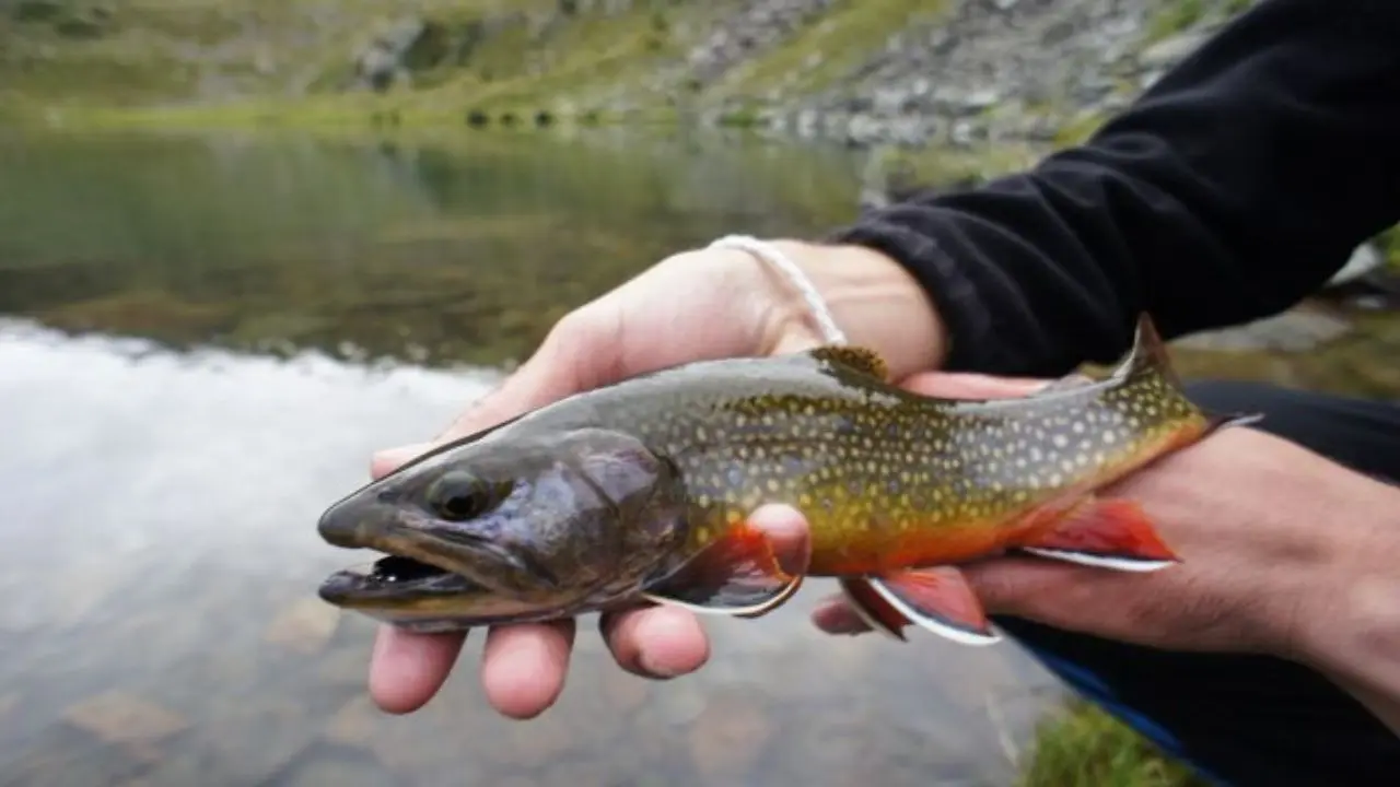 Pêche à la Mouche en Espagne