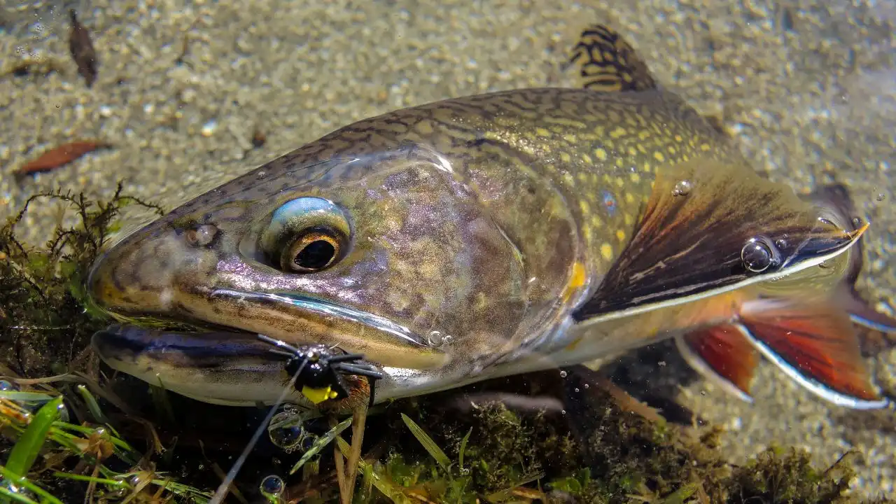 Pêche à la Mouche en Aragon