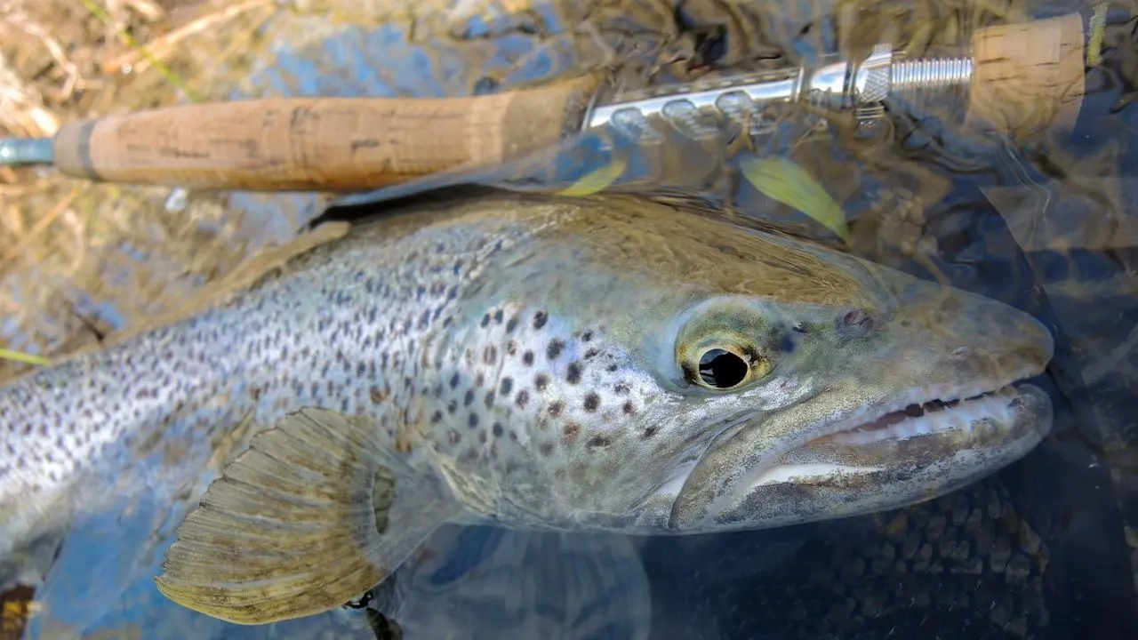 Pêche à la Mouche en Espagne