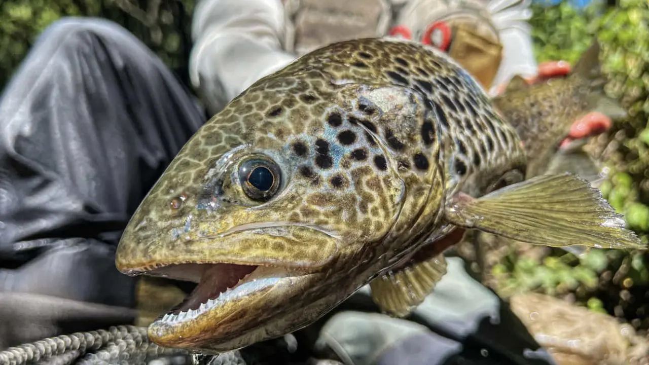 Pêche à la Mouche en Castille et León