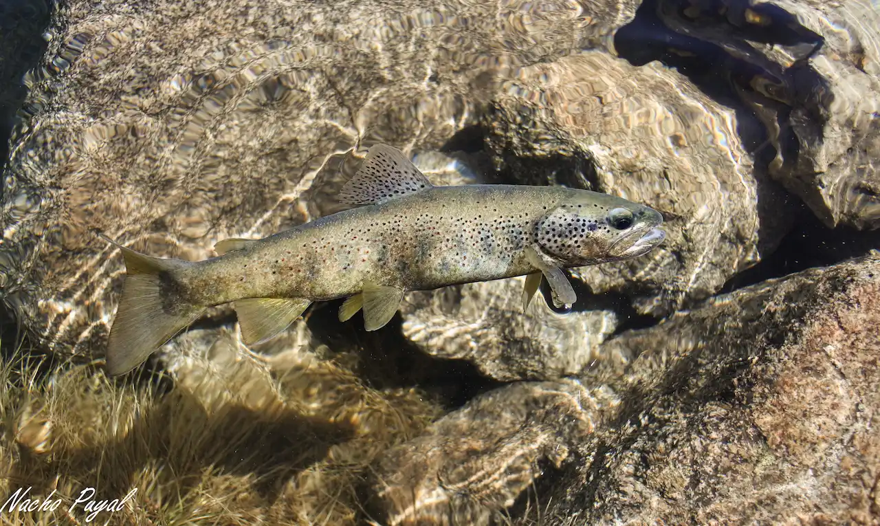 Pêche à la Mouche en Aragon